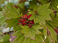 Acer palmatum Shirobana IMG_1017 Klon palmowy
